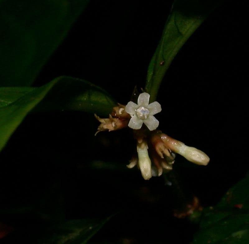 Eumachia 4