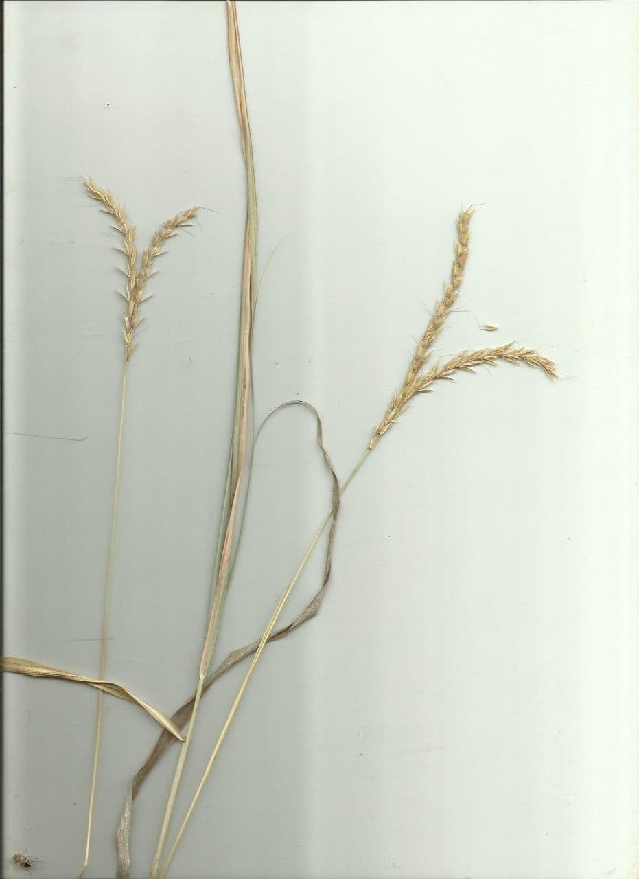 Ischaemum 18