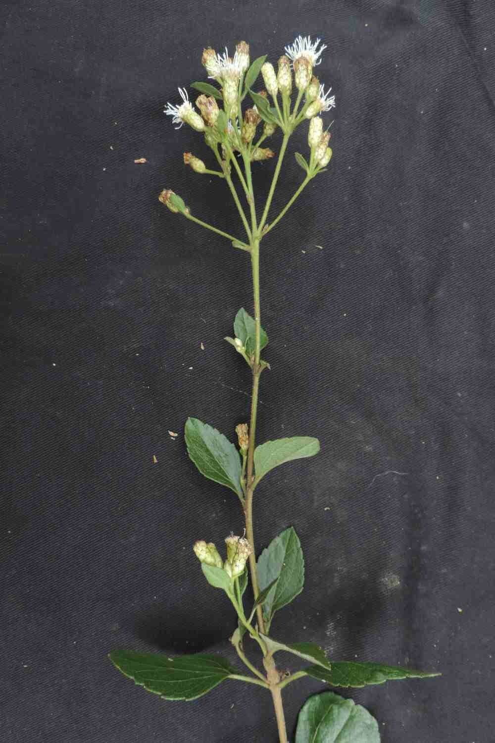 Chromolaena 3