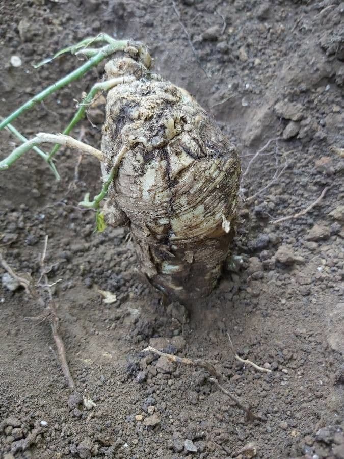Dioscorea 2