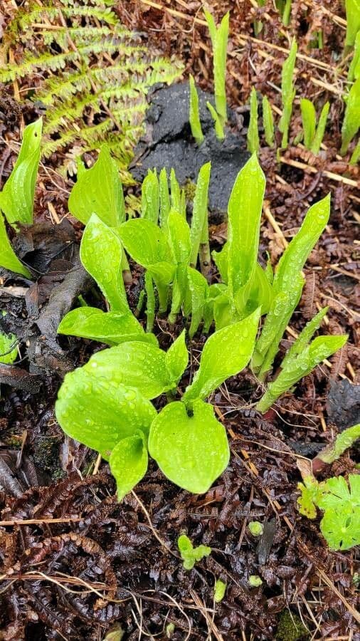 Hosta Siebolda 8