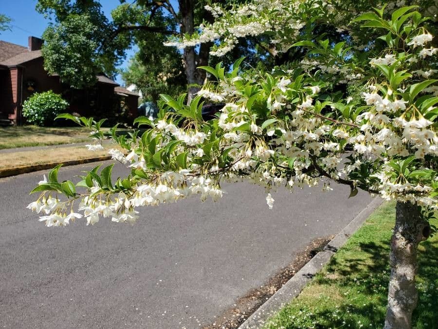 Styrax japonicus 8