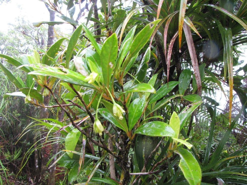 Coronanthera 2