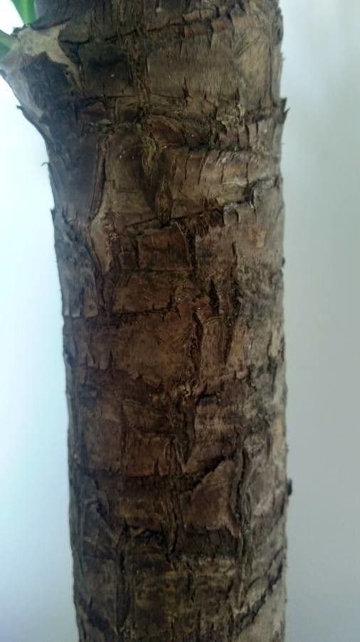 Yuca gigante 21