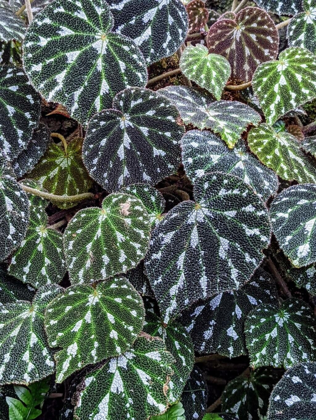 Begonia 2