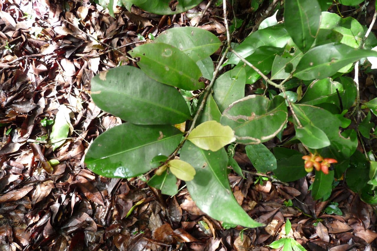 Ochna 13