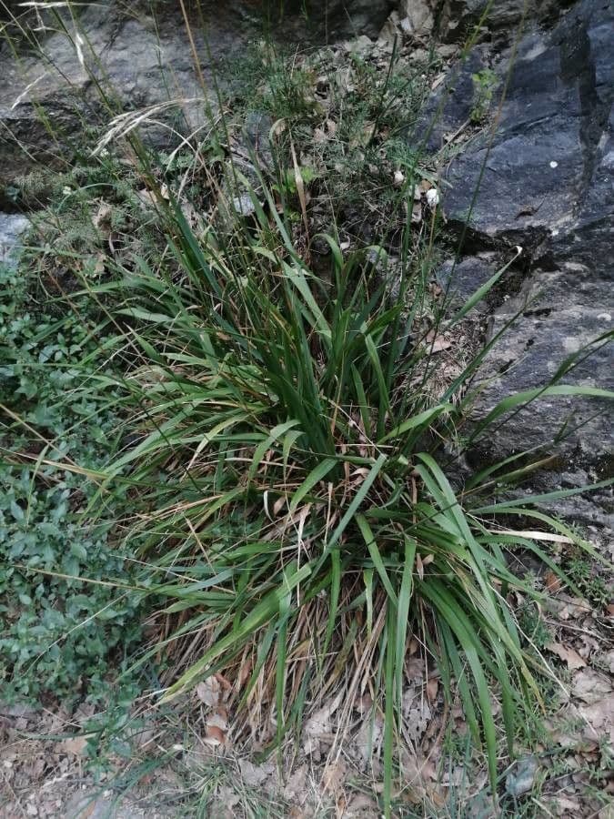 Achnatherum paradoxum 15