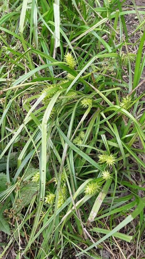 Hopfensegge 6