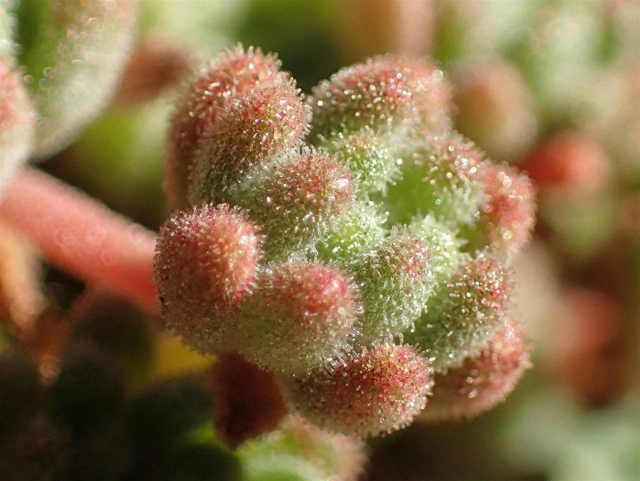 Sedum 3