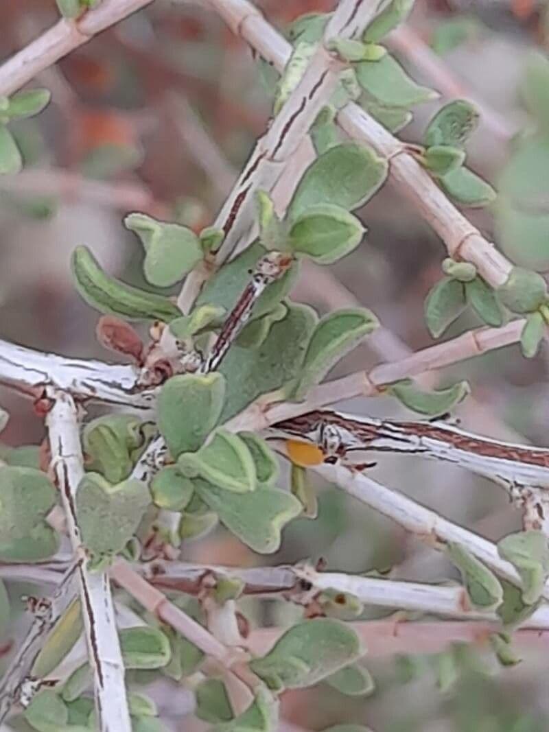 Pteropyrum 12