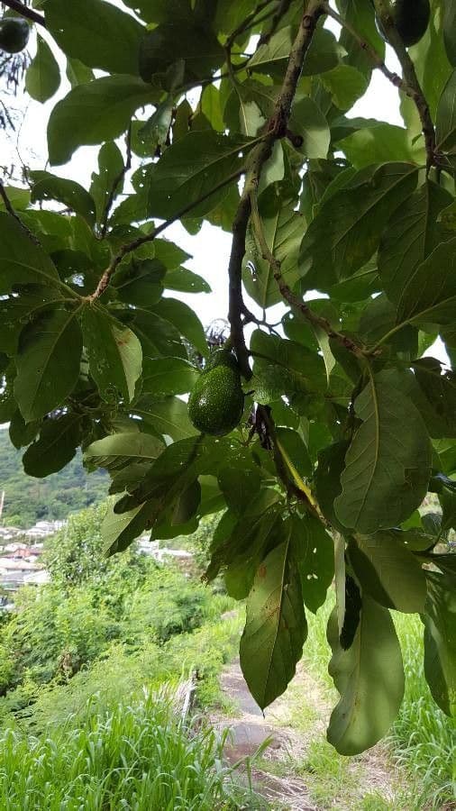 Avocado 4