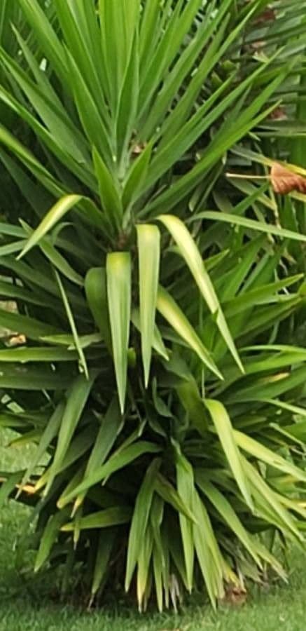 Dracena 15