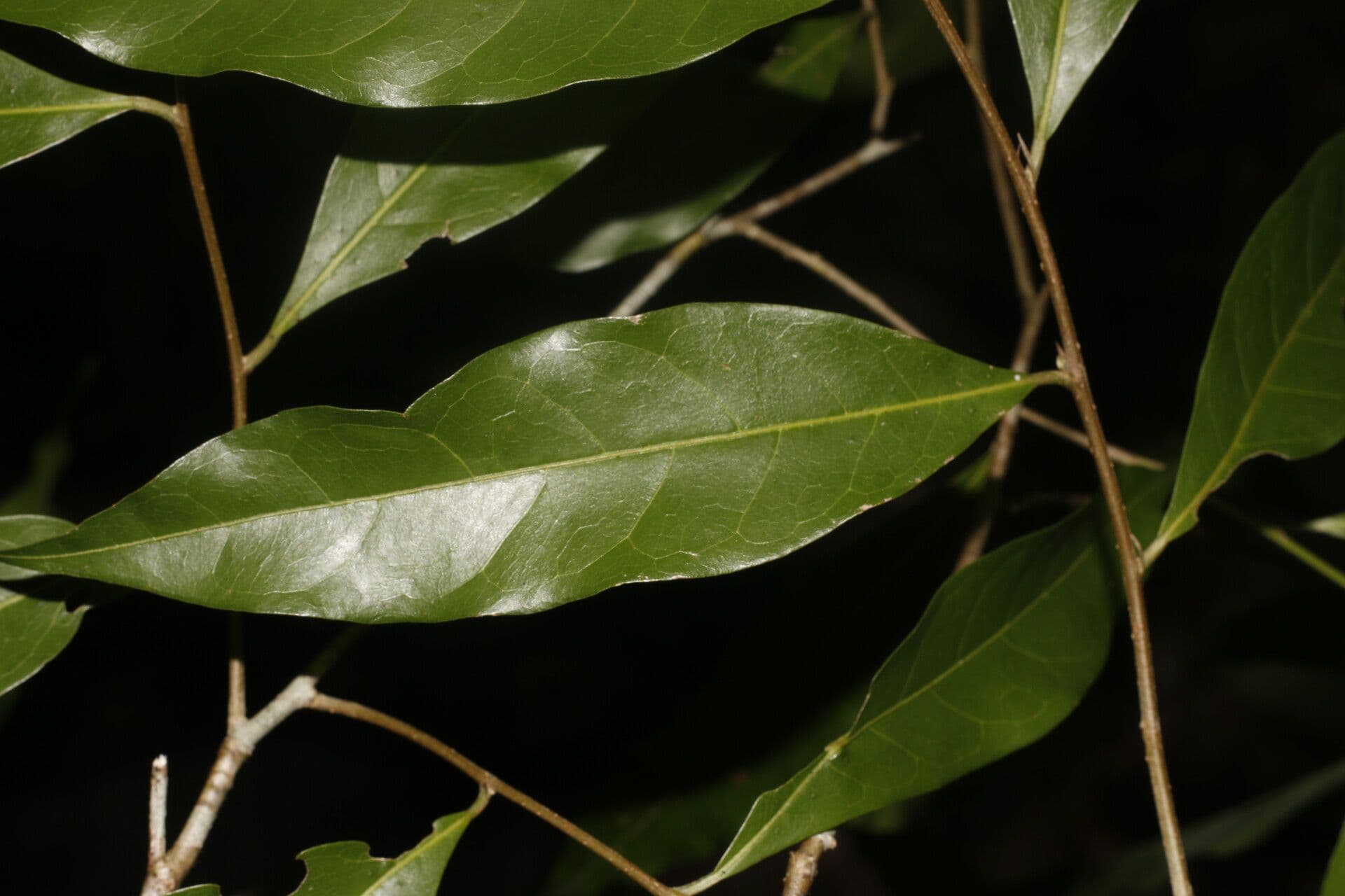 Dichapetalum