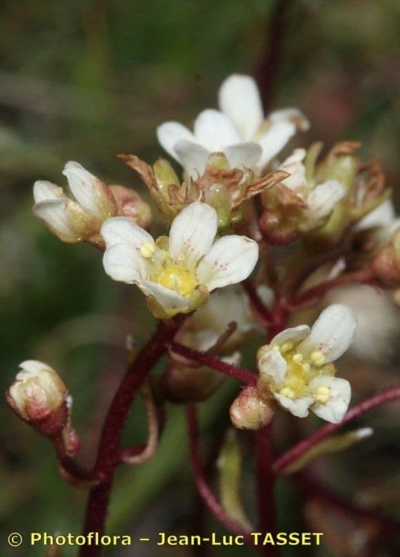 Saxifrage incrustée 3