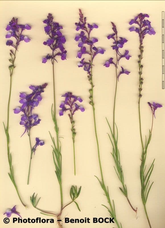 Linaria incarnata 13