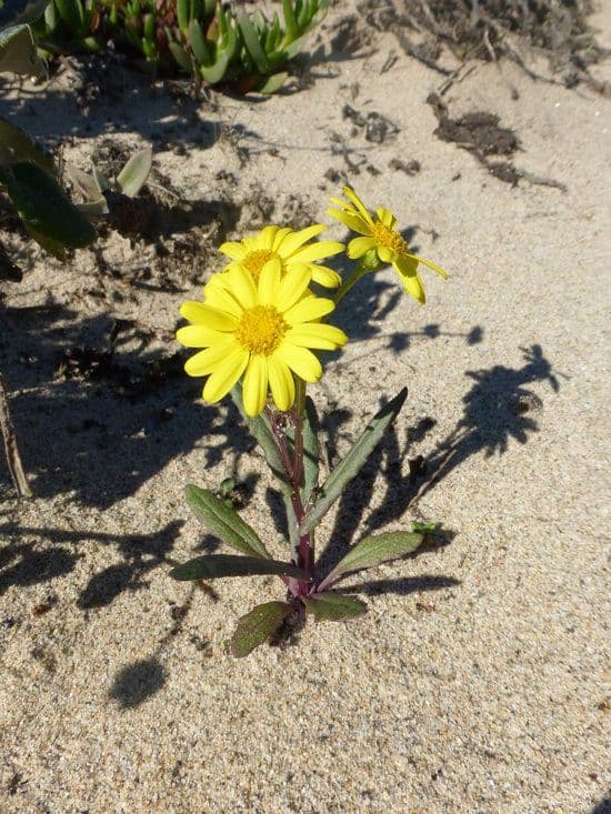 Senecio californiano 4