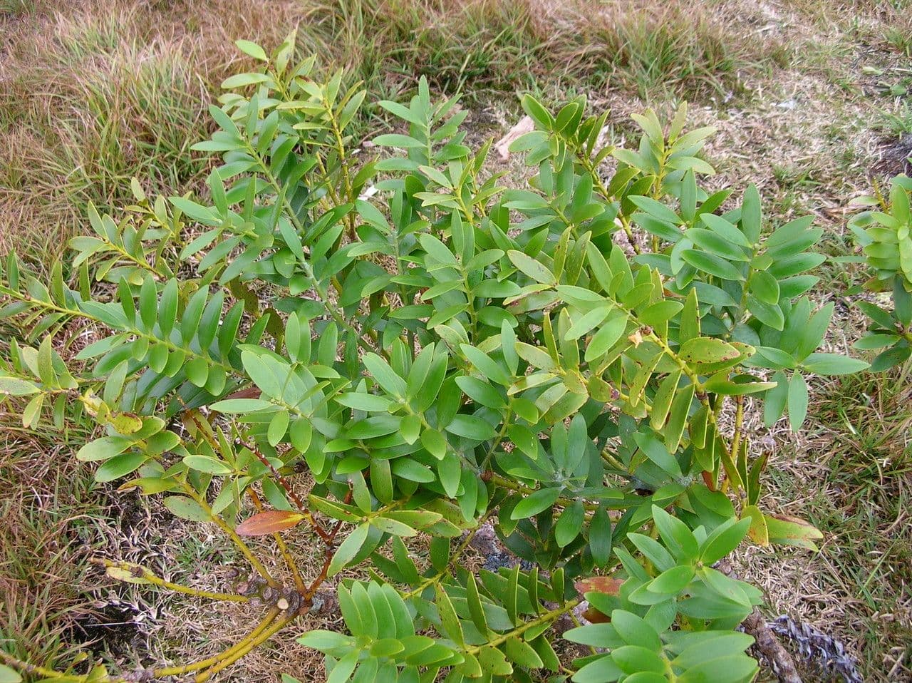 Mount panié kauri 8
