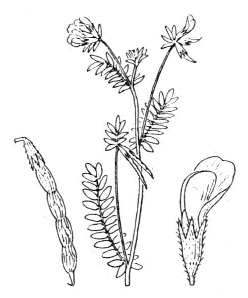 Seradela 23