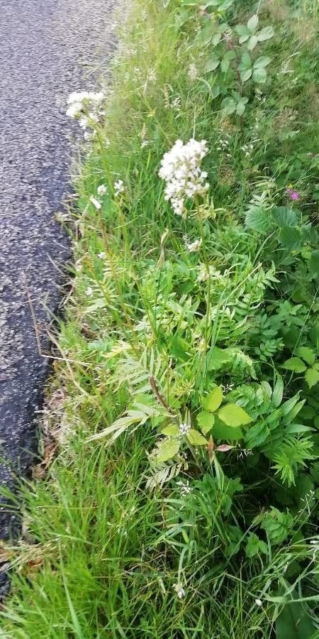 Valeriana comune 11