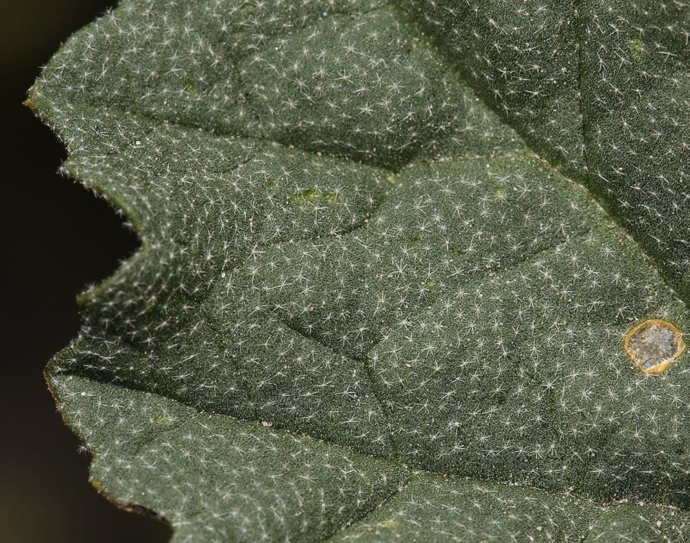 Malva albicocca 23