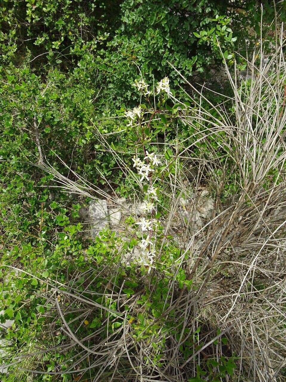 Clematítide 14