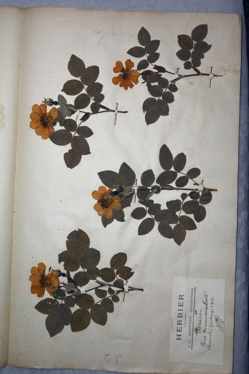Rosa tomentosa 29