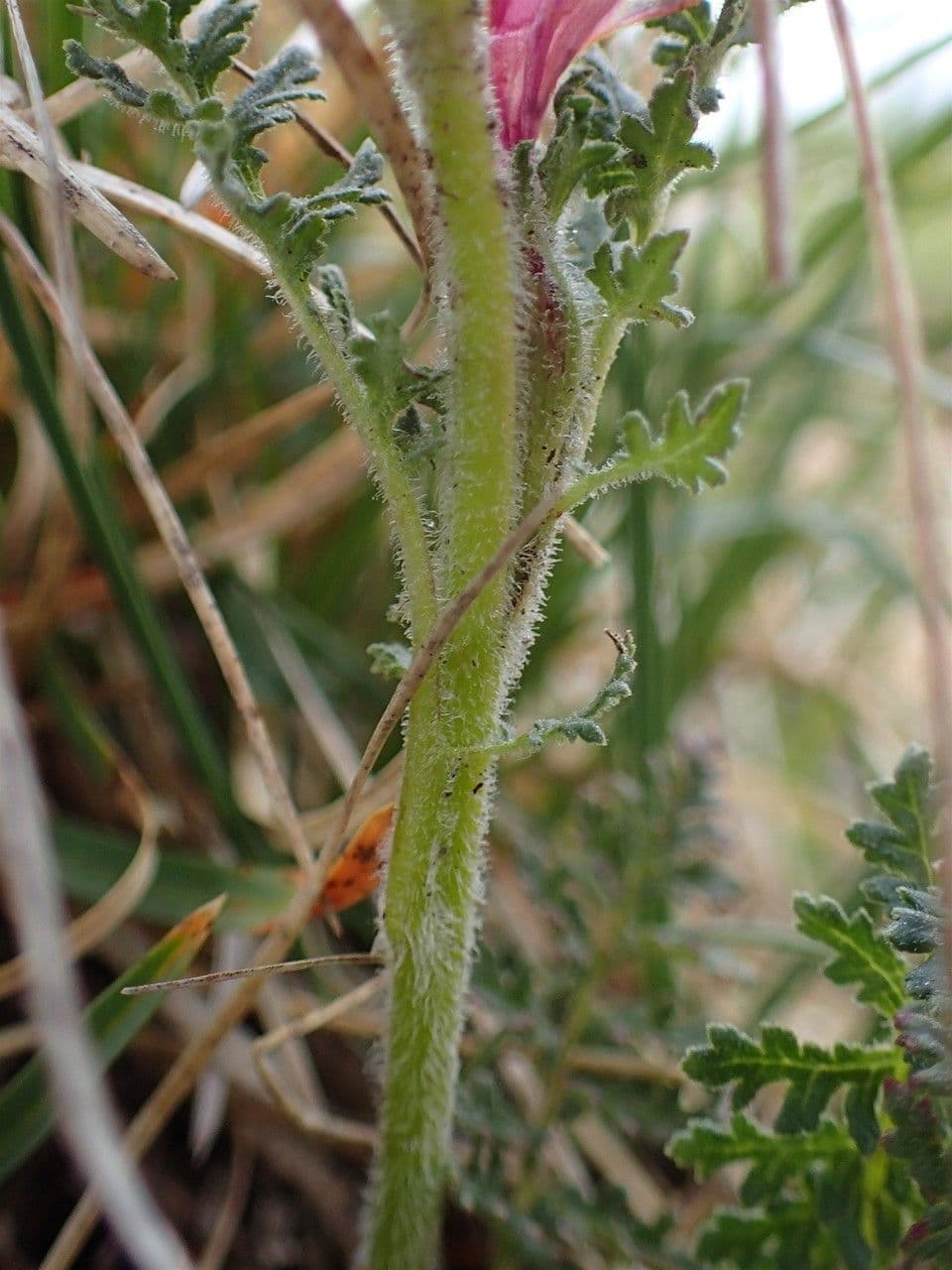 Pedicularis gyroflexa 18