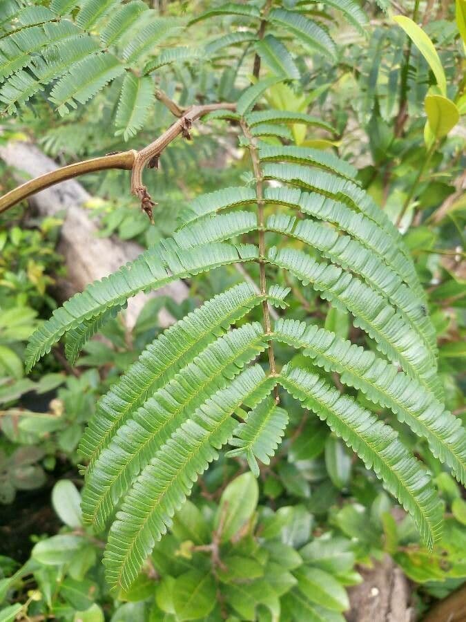 Parkia nitida 5
