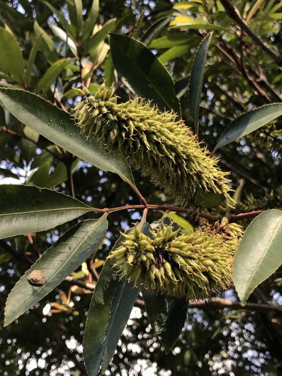 Butterlöffelbaum 9