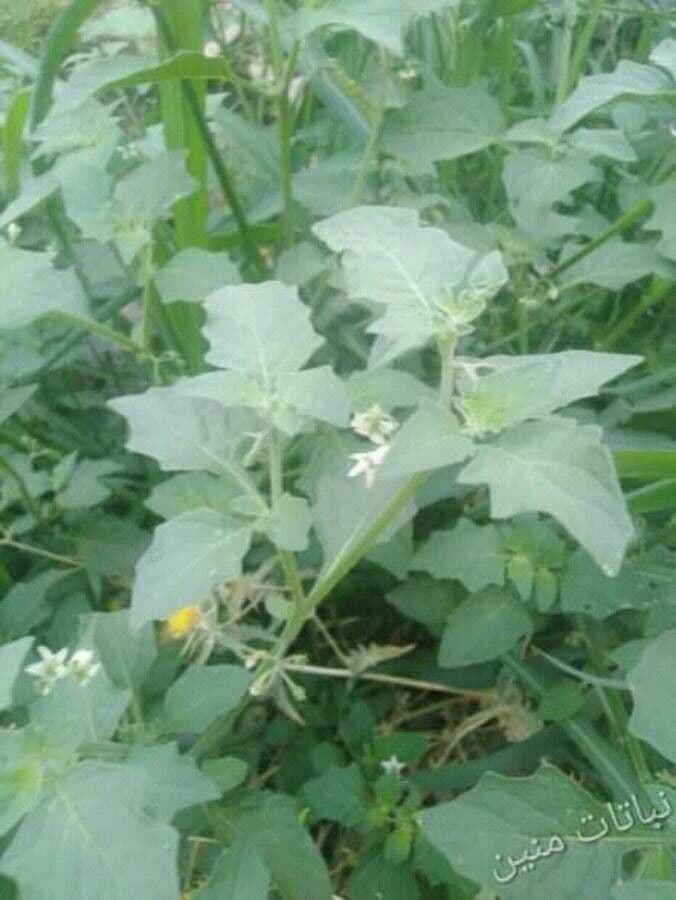 Solanum villosum 18