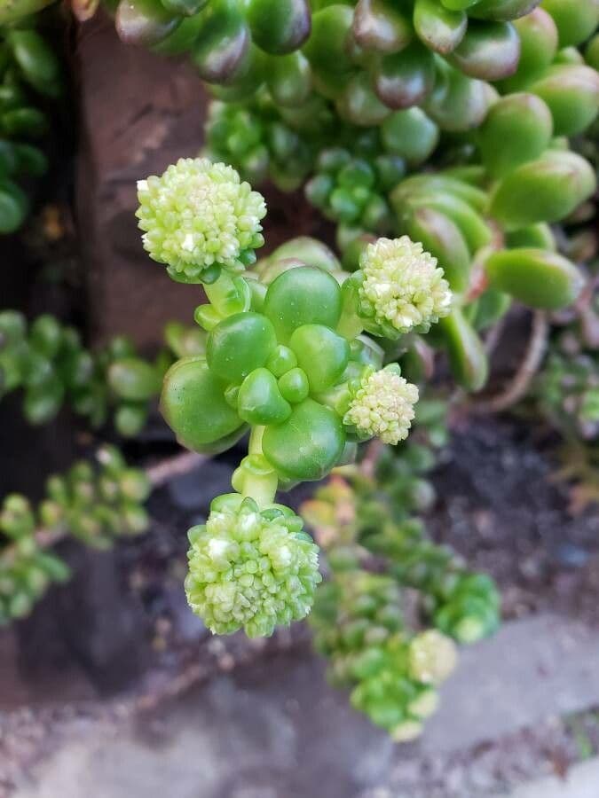 Sedum lucido