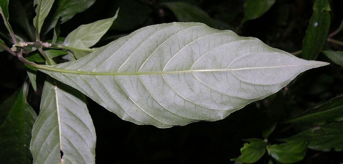 Palicourea hebeclada 7