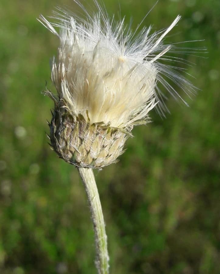 Weißgefleckte Distel 5