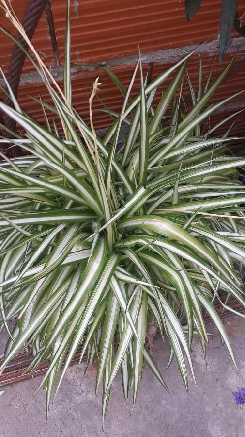 Chlorophytum 7