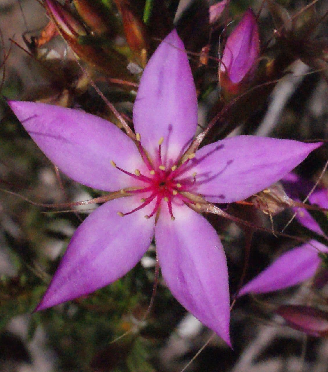 Calytrix 3