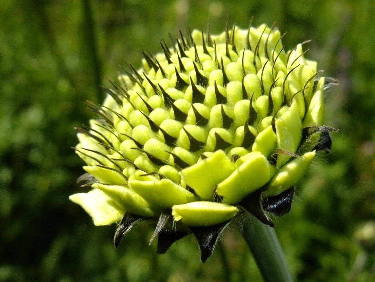 Cephalaria alpina 9