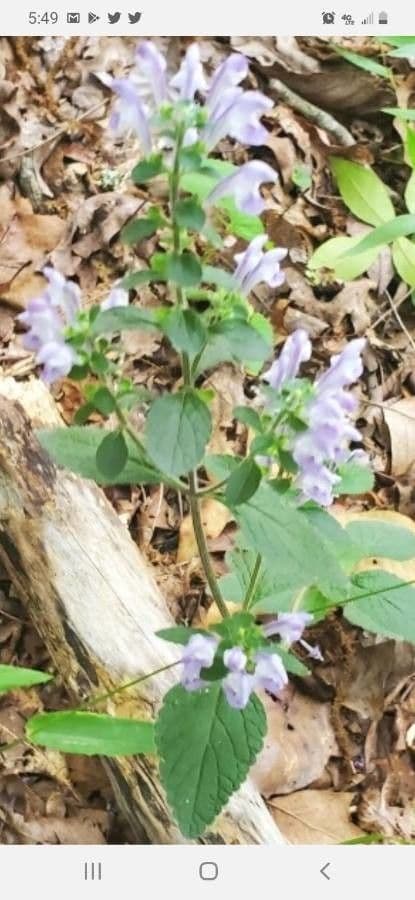 Alabama-Glockenblume 11