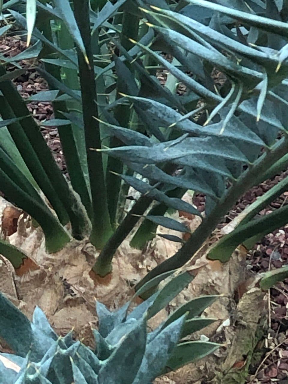 Encephalartos 7