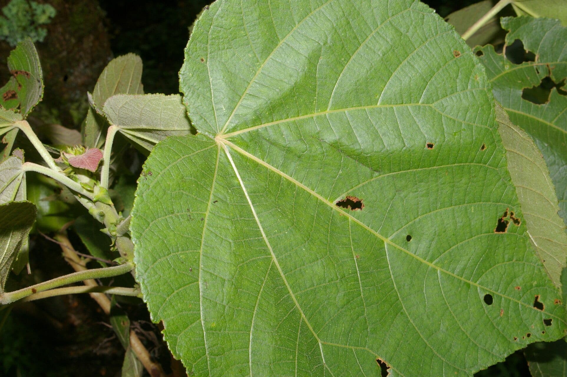 Heliocarpus 11