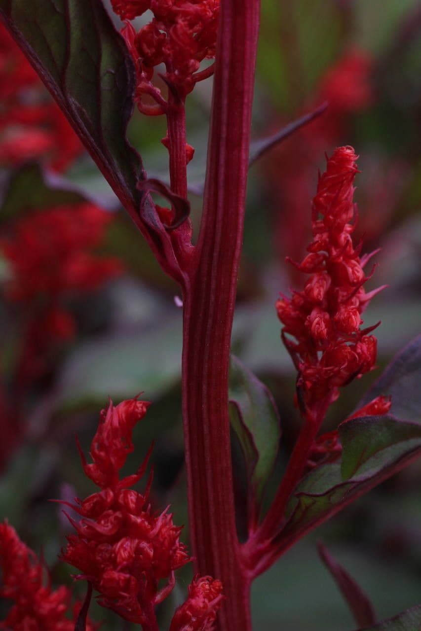 Celosia argentea 23