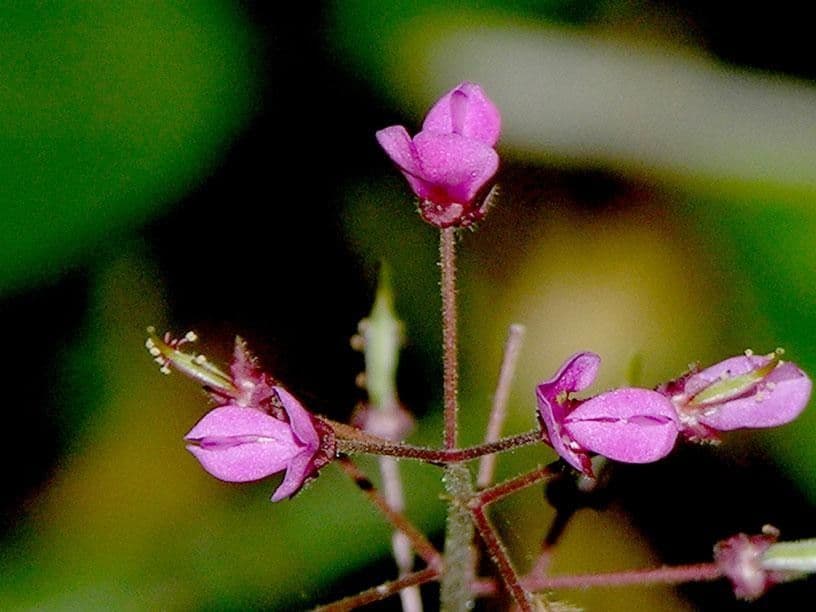 Desmodium 5