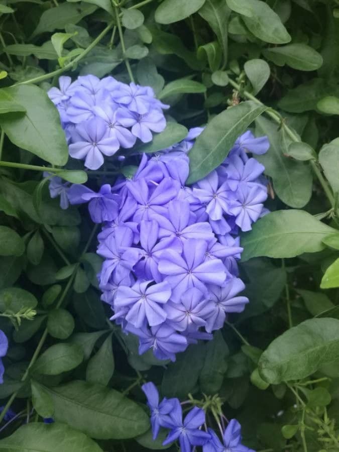 Plumbago auriculata 8