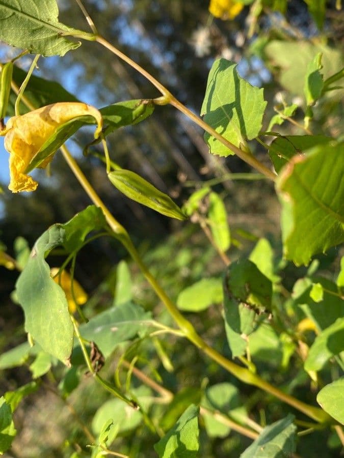 Erba impaziente