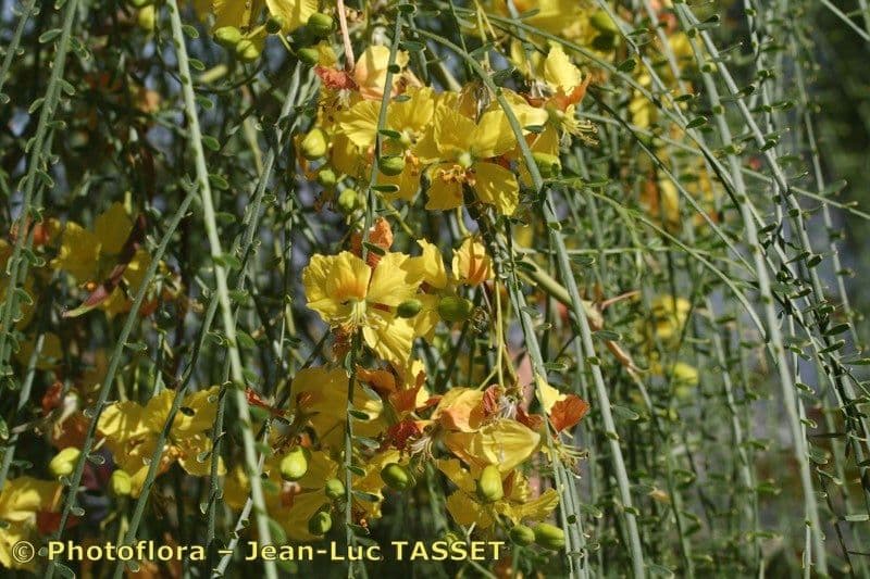 Parkinsonia 27