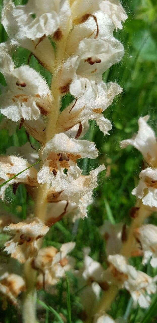 Succiamele garofanato 5