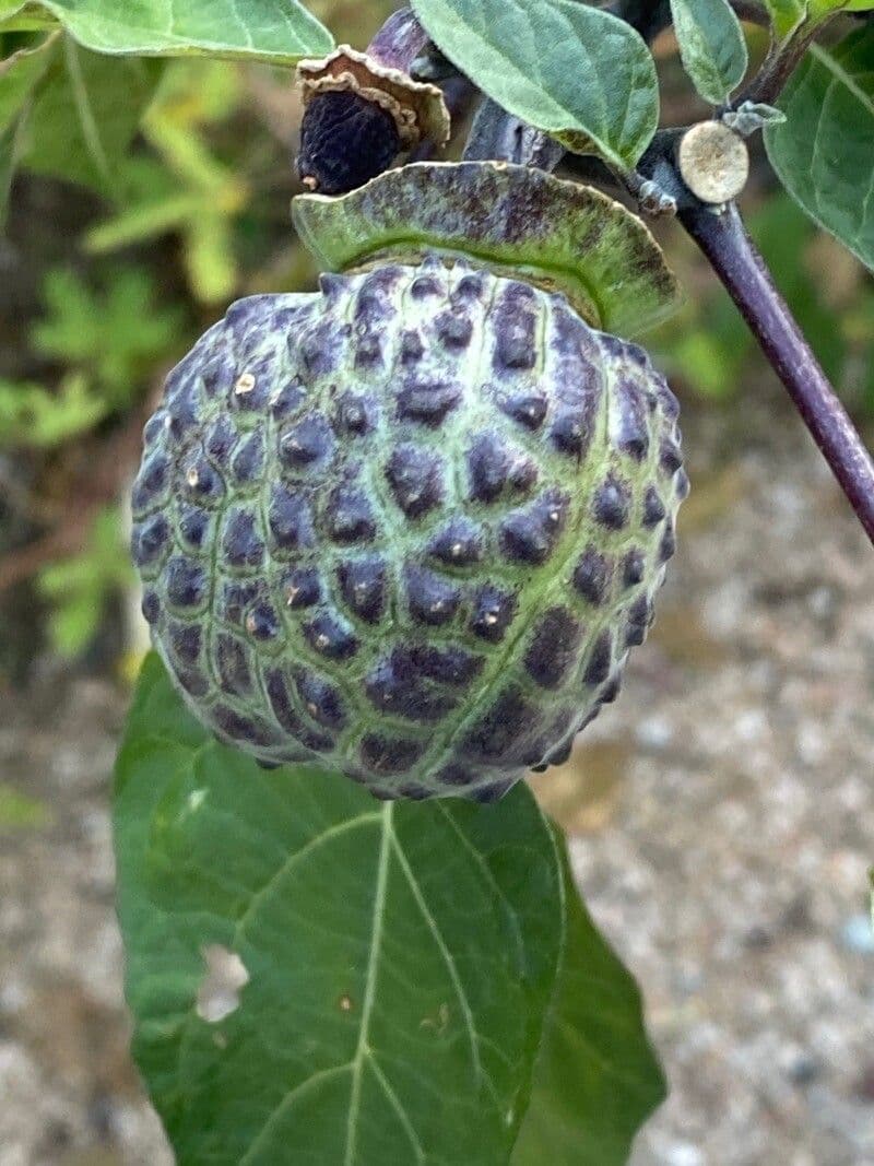 Datura metel 5