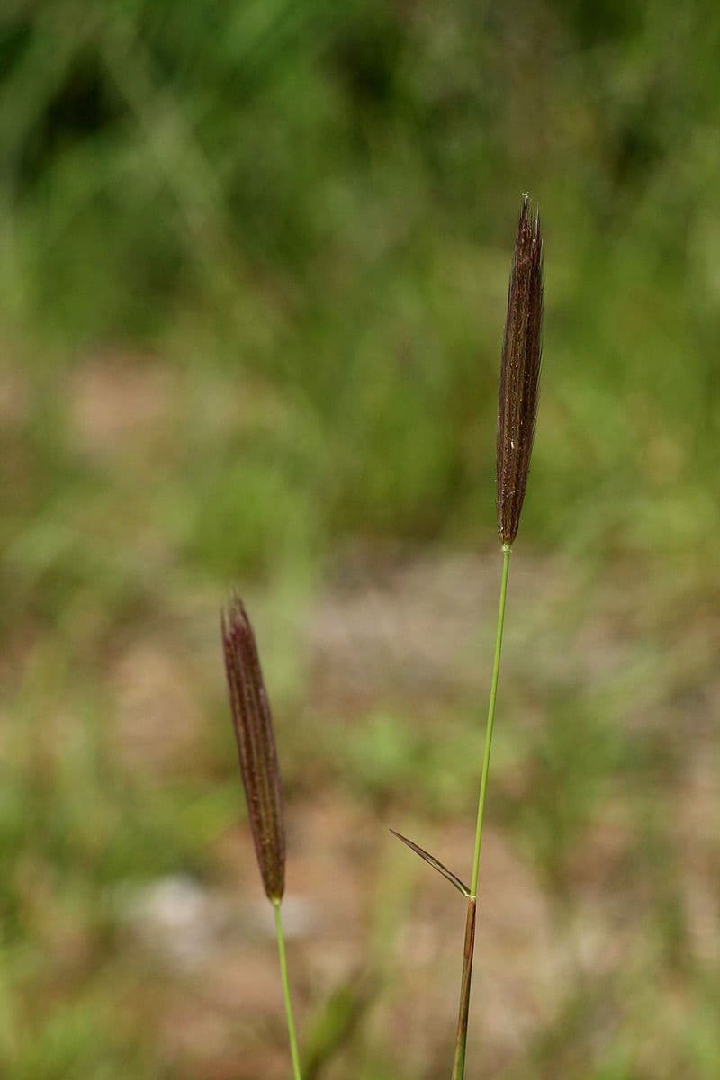 Chloris 3