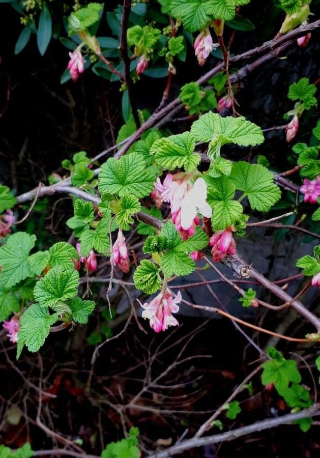 Ribes a fiori 8