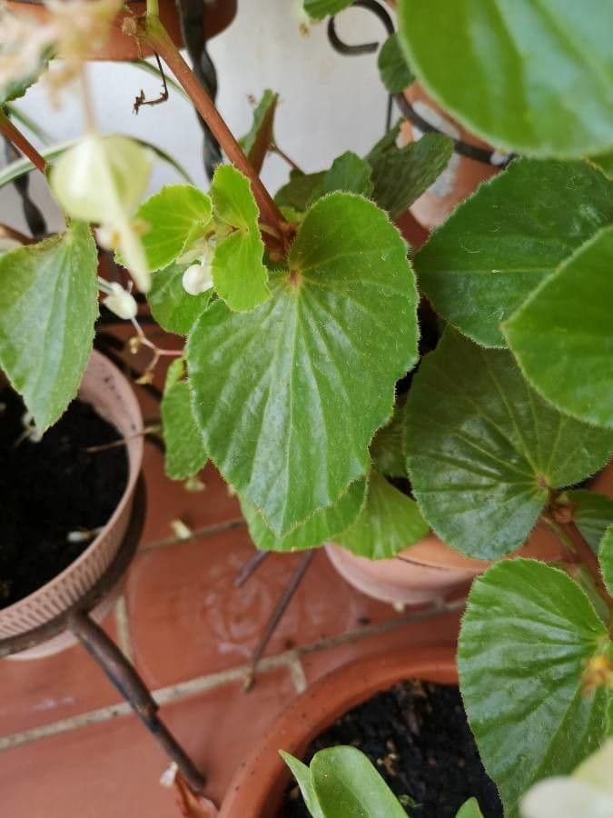 Begonia cucullata 19