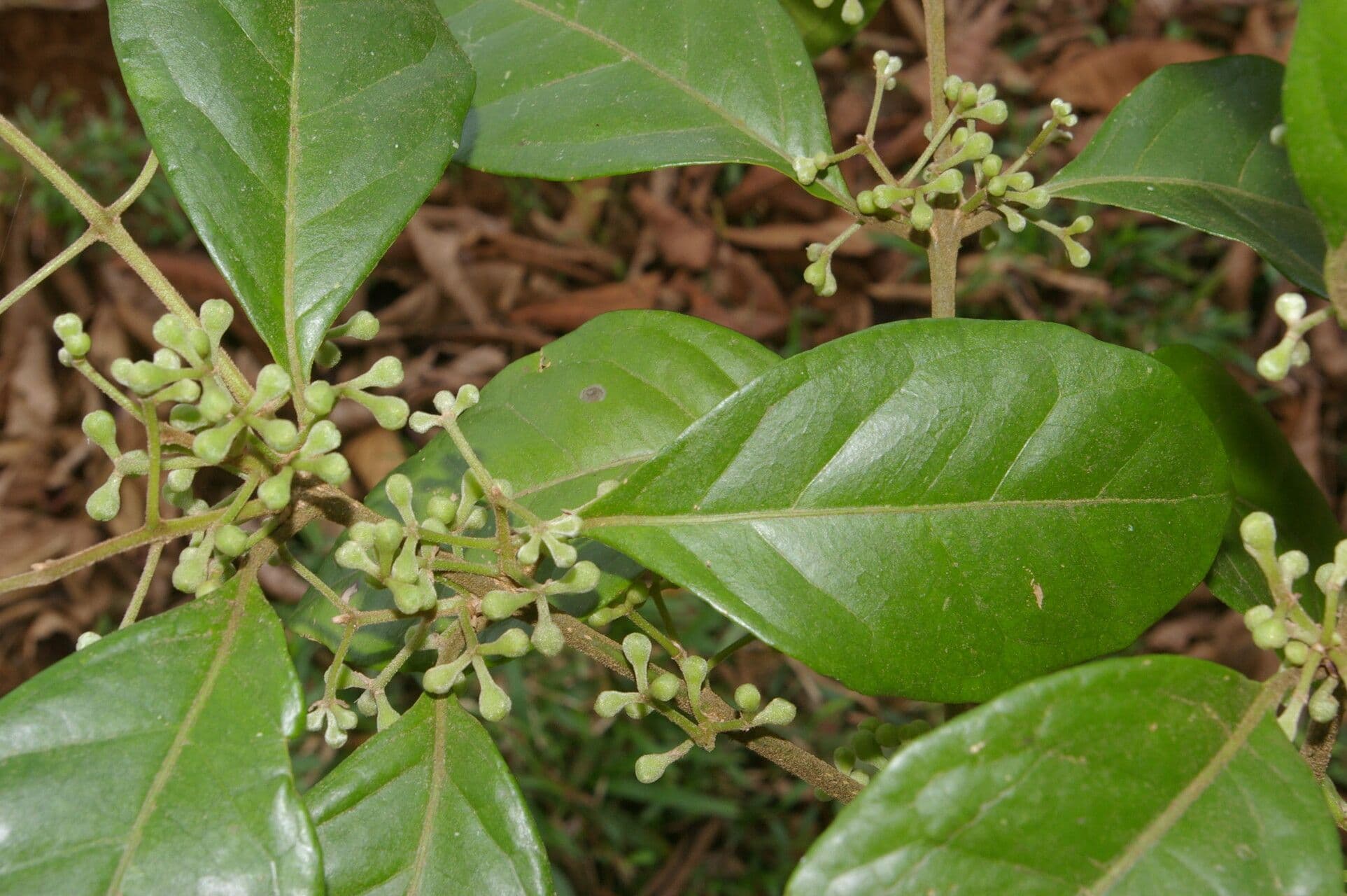 Mollinedia 6